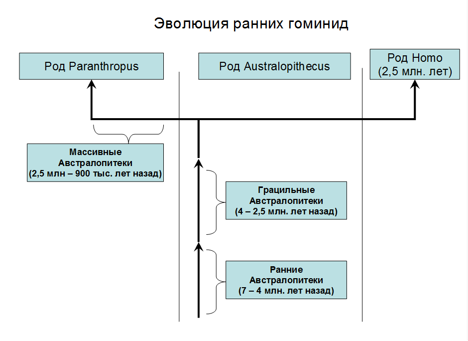 Гипотезы возникновения двуногости (бипедии) - student2.ru