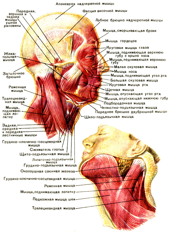 Глубокие мышцы. Латеральная группа - student2.ru