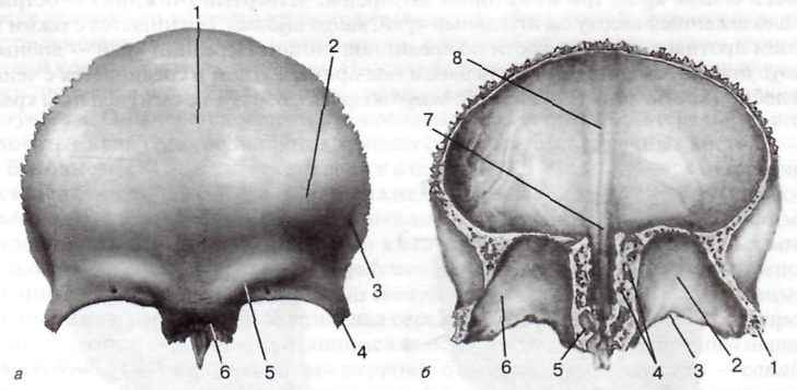 Кости мозгового черепа - student2.ru