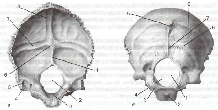 Кости мозгового черепа - student2.ru