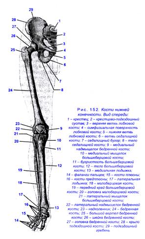 Кости пояса нижней конечности: Тазовая кость (os coxae) (6) и - student2.ru