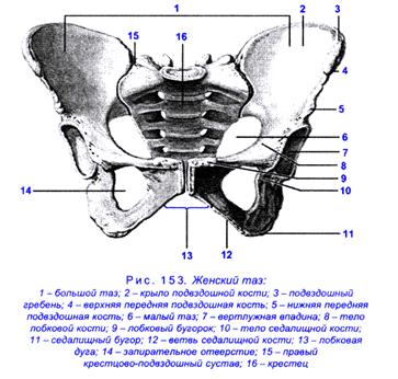 Кости пояса нижней конечности: Тазовая кость (os coxae) (6) и - student2.ru