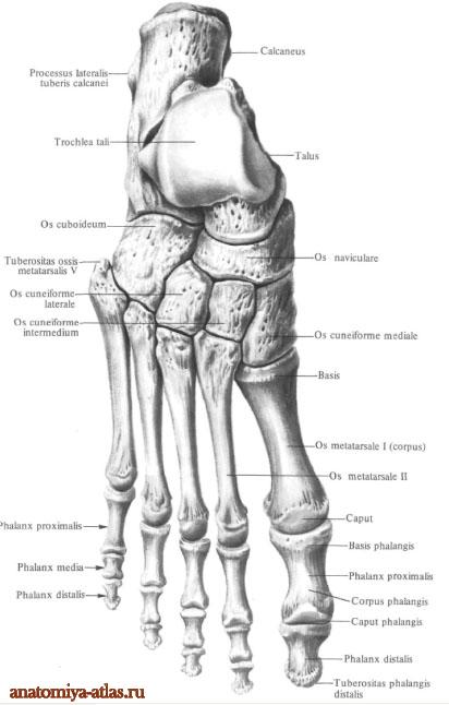 Кости пояса нижней конечности: Тазовая кость (os coxae) (6) и - student2.ru