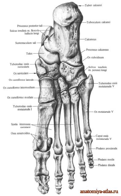 Кости пояса нижней конечности: Тазовая кость (os coxae) (6) и - student2.ru