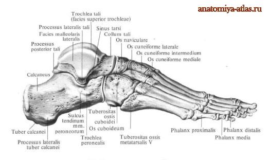 Кости пояса нижней конечности: Тазовая кость (os coxae) (6) и - student2.ru