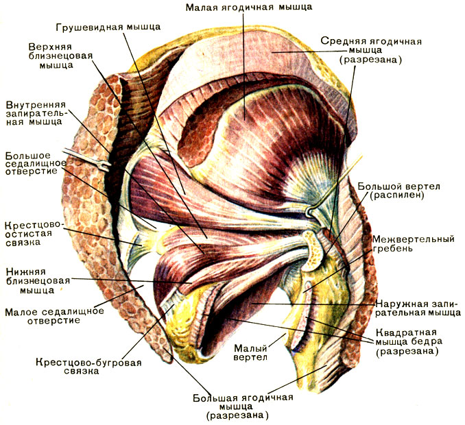 Мышцы пояса нижних конечностей - student2.ru