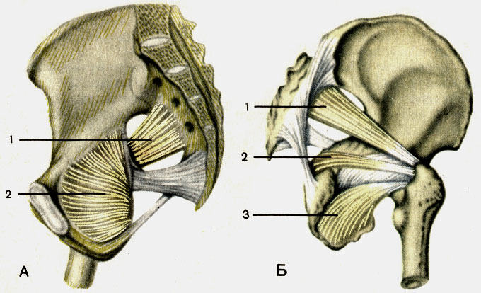 Мышцы пояса нижних конечностей - student2.ru