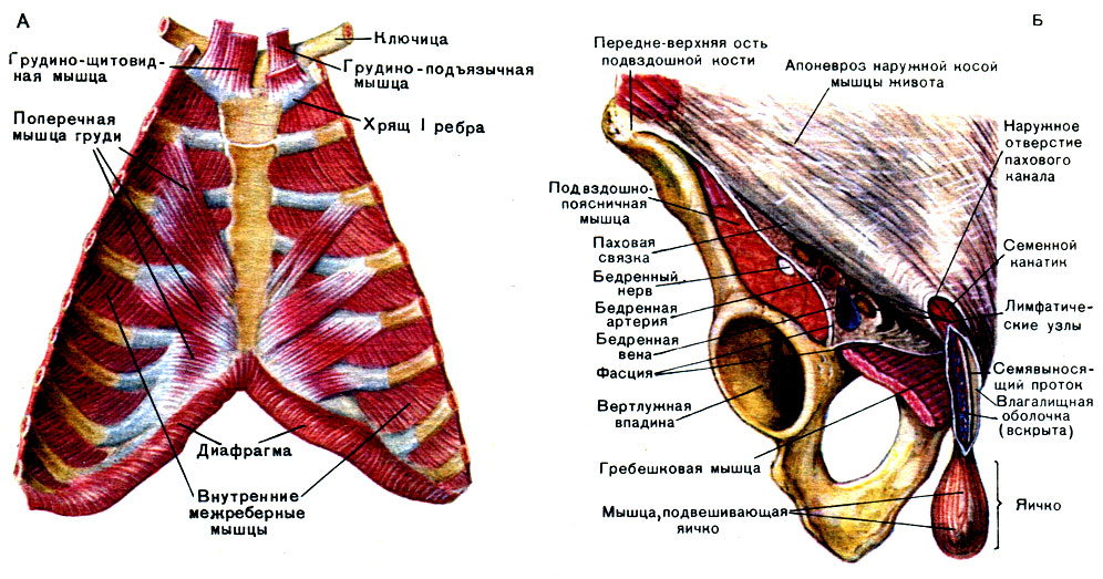 Мышцы пояса верхних конечностей - student2.ru