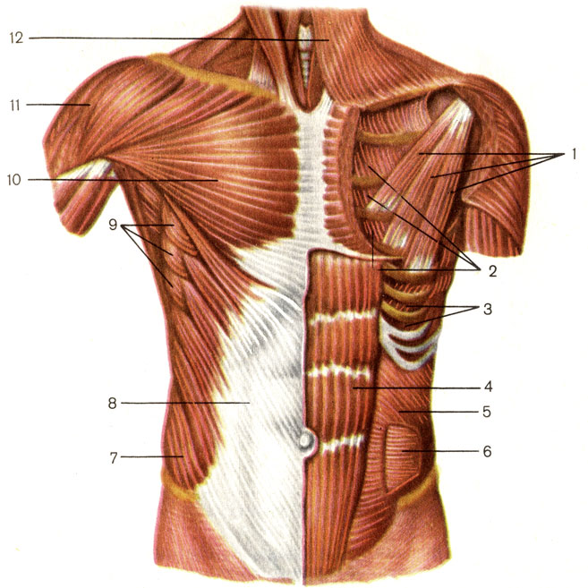 Мышцы пояса верхних конечностей - student2.ru