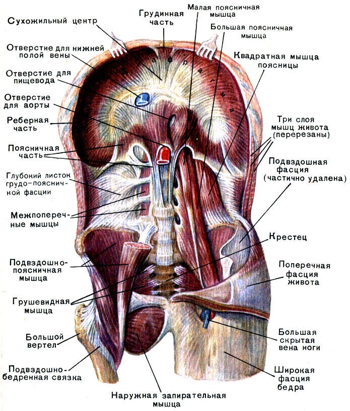 Мышцы пояса верхних конечностей - student2.ru