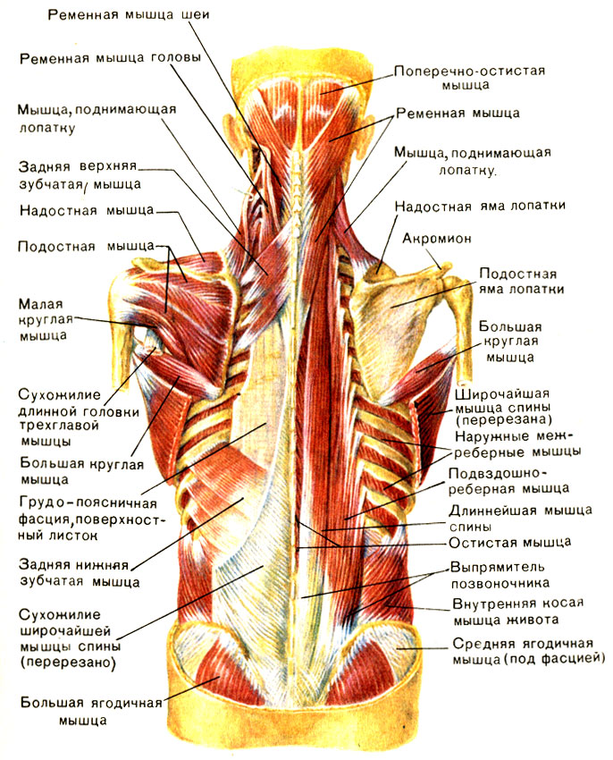 Мышцы пояса верхних конечностей - student2.ru