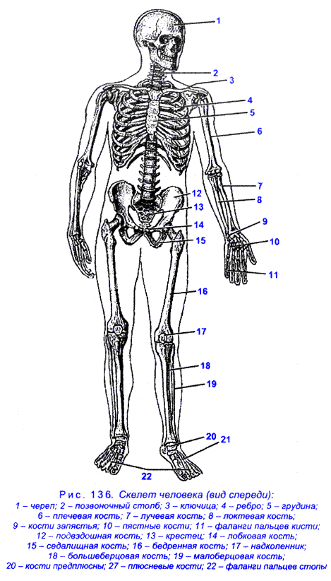 Опорно-двигательный аппарат (пассивная часть): общие сведения - student2.ru