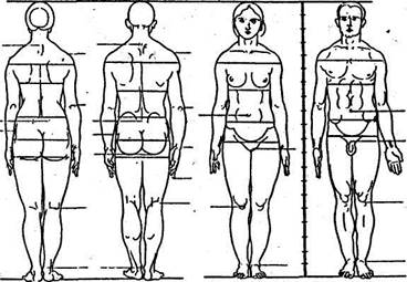 Половые различия в пропорциях тела - student2.ru