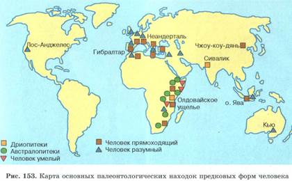 Поэтапное развитие человека разумного - student2.ru