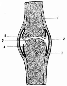 Прерывные соединения костей (диартрозы) - student2.ru
