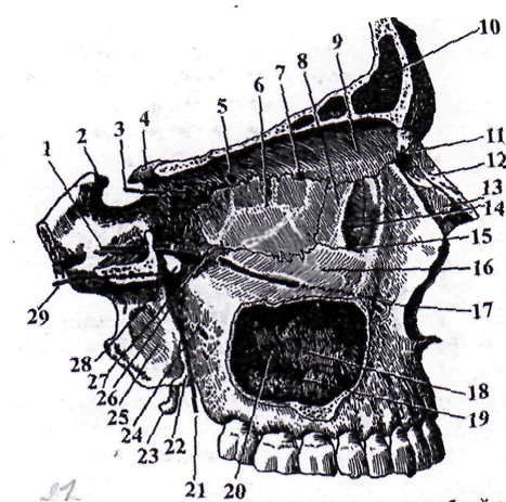 Строение стенок глазницы - student2.ru