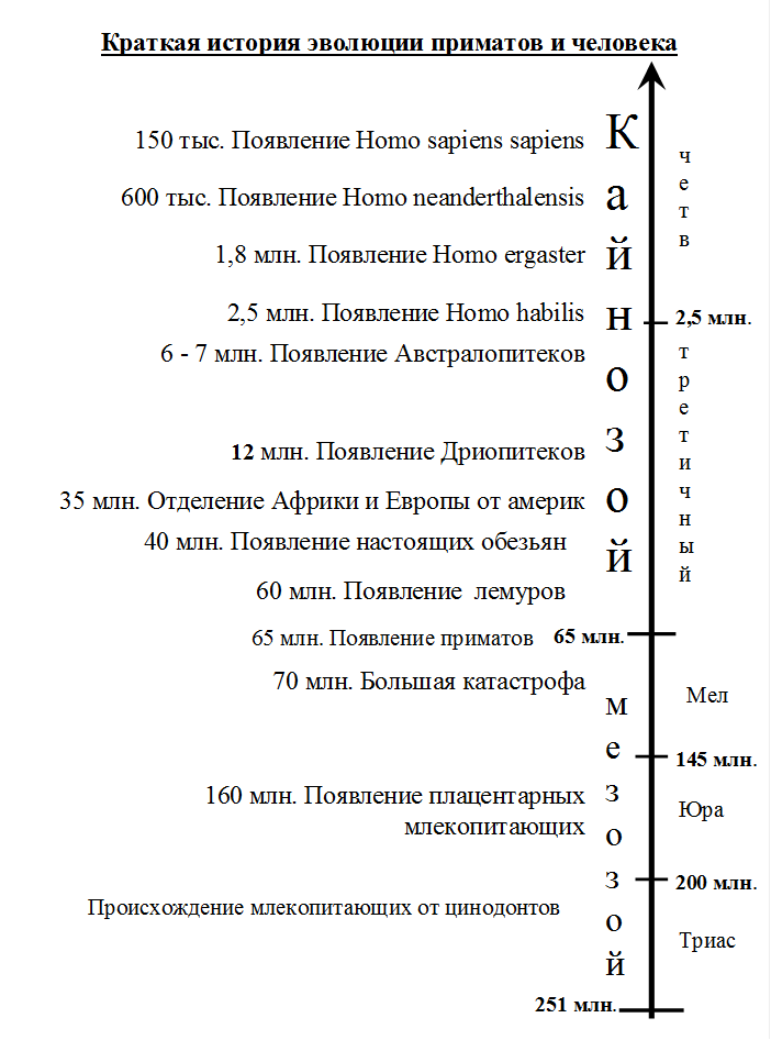 Тема 1. Систематика и общая характеристика приматов - student2.ru