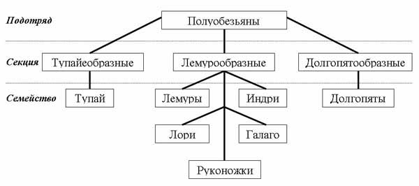 этапы эволюции приматов - student2.ru