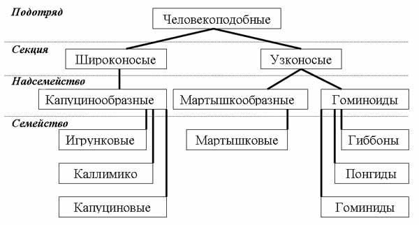 этапы эволюции приматов - student2.ru