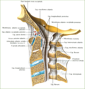 Синовиальные соединения черепа с атлантом и атланта с осевым позвонком - student2.ru