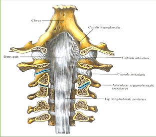 Синовиальные соединения черепа с атлантом и атланта с осевым позвонком - student2.ru