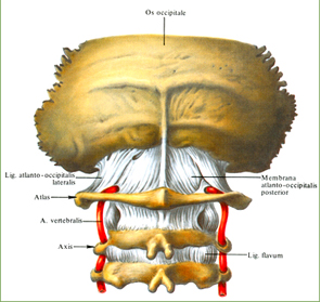 Синовиальные соединения черепа с атлантом и атланта с осевым позвонком - student2.ru