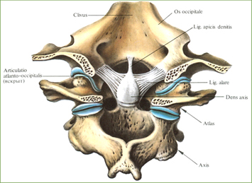 Синовиальные соединения черепа с атлантом и атланта с осевым позвонком - student2.ru