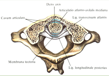 Синовиальные соединения черепа с атлантом и атланта с осевым позвонком - student2.ru