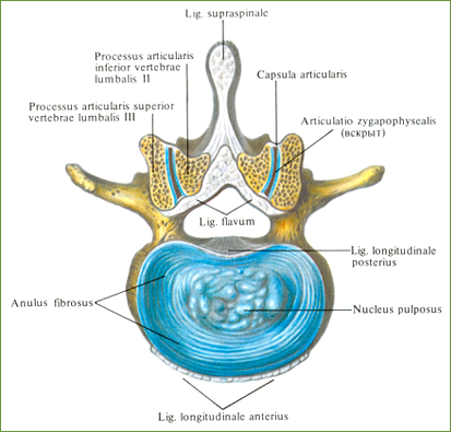 связки позвоночного столба - student2.ru