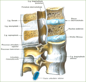 связки позвоночного столба - student2.ru