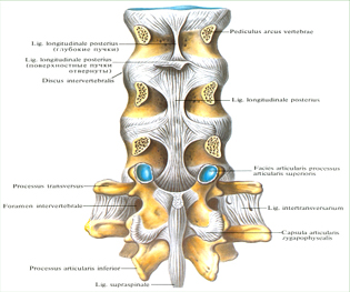 связки позвоночного столба - student2.ru