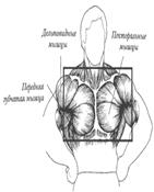 упражнения: плечевой пояс, упражнения для трапециевидных мышц - student2.ru