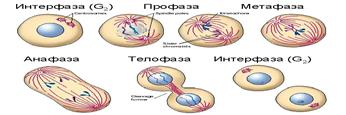 А. копирование ДНК с образованием 2-х идентичных дочерних молекул - student2.ru