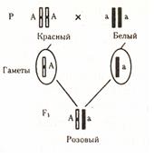 A. независимое наследование - student2.ru