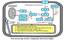 А-РНҚ процессингінің механизімін сызу түсіндіру - student2.ru