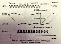 А-РНҚ процессингінің механизімін сызу түсіндіру - student2.ru