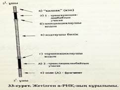 А-РНҚ процессингінің механизімін сызу түсіндіру - student2.ru