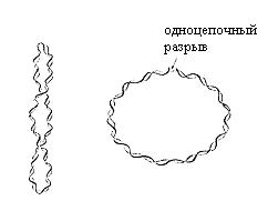 А) строение фрагментов молекул ДНК и РНК - student2.ru