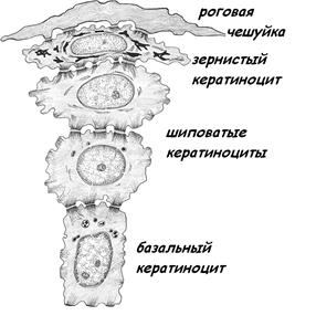 АГБ – аэрогематический барьер - student2.ru