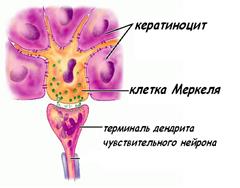 АГБ – аэрогематический барьер - student2.ru