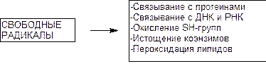 Активация свободнорадикальных процессов в клетке - student2.ru
