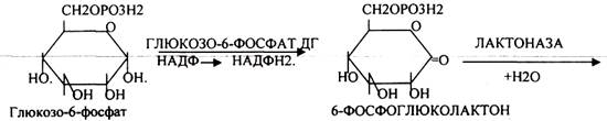 альфа- кетоглутаровая к-та - student2.ru