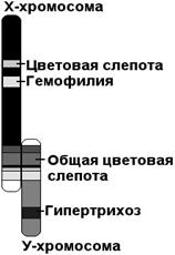 Алгоритм решения задач: «Генетика пола». - student2.ru