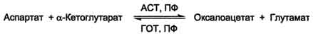 Аминокислоты глицин и глутамат - важнейшие нейромедиаторы. - student2.ru
