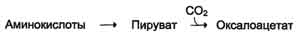 Обмен аммиака и аминокислот между органами и тканям. - student2.ru