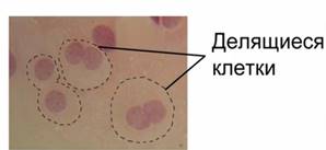 Амитоз. Его типы и биологическое значение - student2.ru