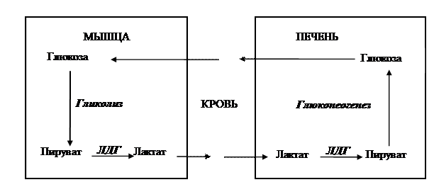 Анаболическая фаза обмена глюкозы - student2.ru