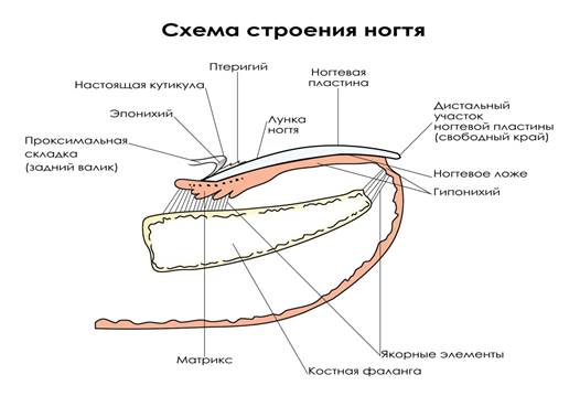 анатомия и физиология ногтя. - student2.ru