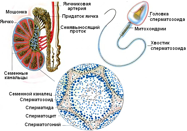 Анатомия и физиология репродуктивной системы - student2.ru