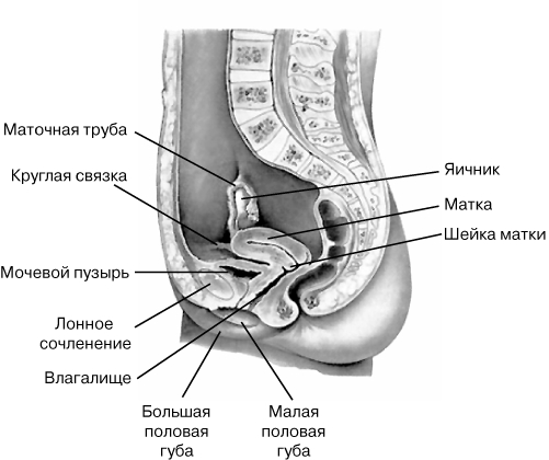 Анатомия и физиология репродуктивной системы - student2.ru